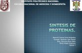 síntesis de proteinas