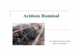 Acidosis en bovinos 2