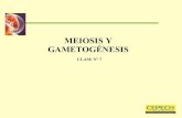 Clase 07; meiosis y gametogenesis