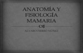 Anatomía y fisiología mamaria