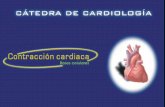 Bases celulares de la contracción cardíaca