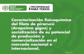 Caracterización fisicoquímica del filete de pirarucú (Arapaima gigas) y socialización de su potencial de producción y comercialización en el mercado nacional e internacional