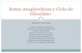 Rutas Anapleróticas y Ciclo de Glioxilato