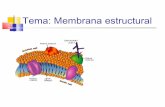 Estructura de las Membranas