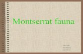 Montserrat Presentaci³2