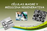 Células madre y medicina regenerativa