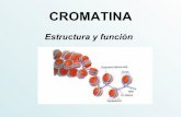 Clase 6 cromatina y cromosomas
