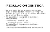 Regulacion genetica