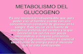 Metabolismo del glucogeno ((monica))