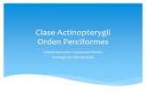 Clase actinopterygii