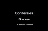 Coniferas pinaceas gº abies, picea y pseudotsuga