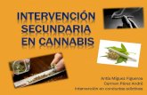 Cannabis: Intervención secundaria
