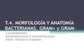T.4. morfología y anatomía bacterianas