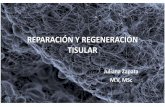 Renovación, reparación y regeneración tisular