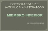 Fotografias De Modelos Anatomicos