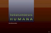 Fotosíntesis Humana (por: carlitosrangel)