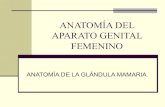 Anatomía del aparato genital femenino