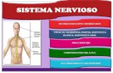 Morfologia sistema nervioso