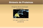 Sintesisn de proteínas