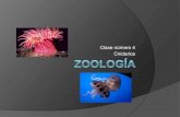 Zoolog­a clase n4 cnidaria