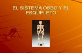 El Sistema Oseo Y El Esqueleto