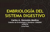 Embriología del sistema digestivo Carlos Gonzales UNMSM