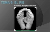 Tema 9 anatomía el pie