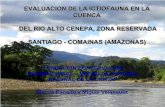 Evaluación de la Ictiofauna en la cuenca del río Alto Cenepa, Santiago - Comainas, Amazonas