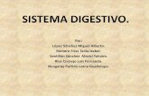 Sistema digestivo Versión 2. MONO Y POLIGASTRICOS.