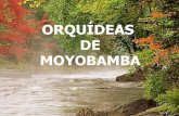 Orquideas de moyobamba