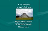 Los mayas y atecas