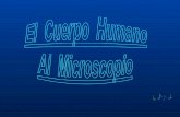 El Cuerpo Humano Bajo El Microscopio