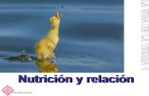 NutricióN Y RelacióN - 1 ESO