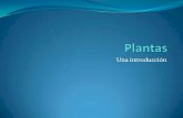 Plantas ppt-lucas-viscaino