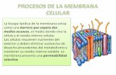Procesos de la membrana celular