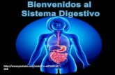 Sistema Digestivo con fisiologia Por KAREN PAOLA RESTREPO