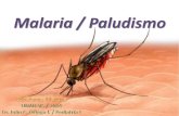 Malaria Pediatría I / 3° Rotación 2014 / UNAHVS / S. MATUTE