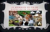 10 animales en via de extincion