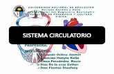 Diapositiva sistema circulatorio