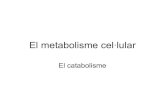 Metabolisme u2