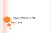 DivisióN Celular (Mitosis, Meiosis) Control Industrial 2009