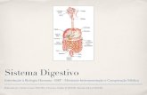 O Sistema Digestivo Humano