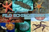 Filo Echinodermata: características y clasificación