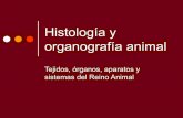 Histologia y organografia_animal_1