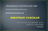 Endotelio vascular