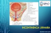Incontinencia urinaria Fisiopatolog­a