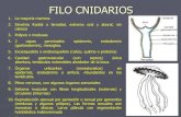 Filo cnidarios y ctenoforos 2013