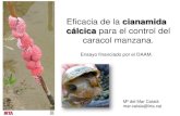 X Jornada del Arroz (2014). Eficacia de la cianamida cálcica para el control del caracol manzana.