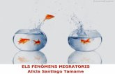 Moviments migratoris