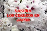 SAKURA: los cerezos en Japon